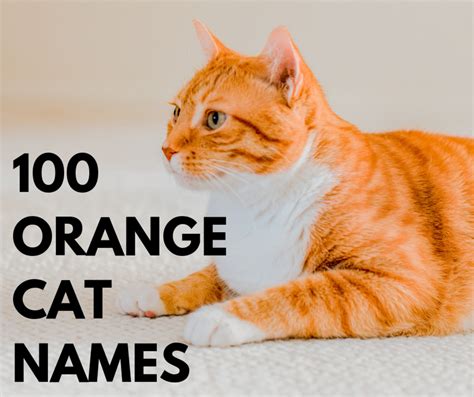 are all yellow cats male|are orange cats always female.